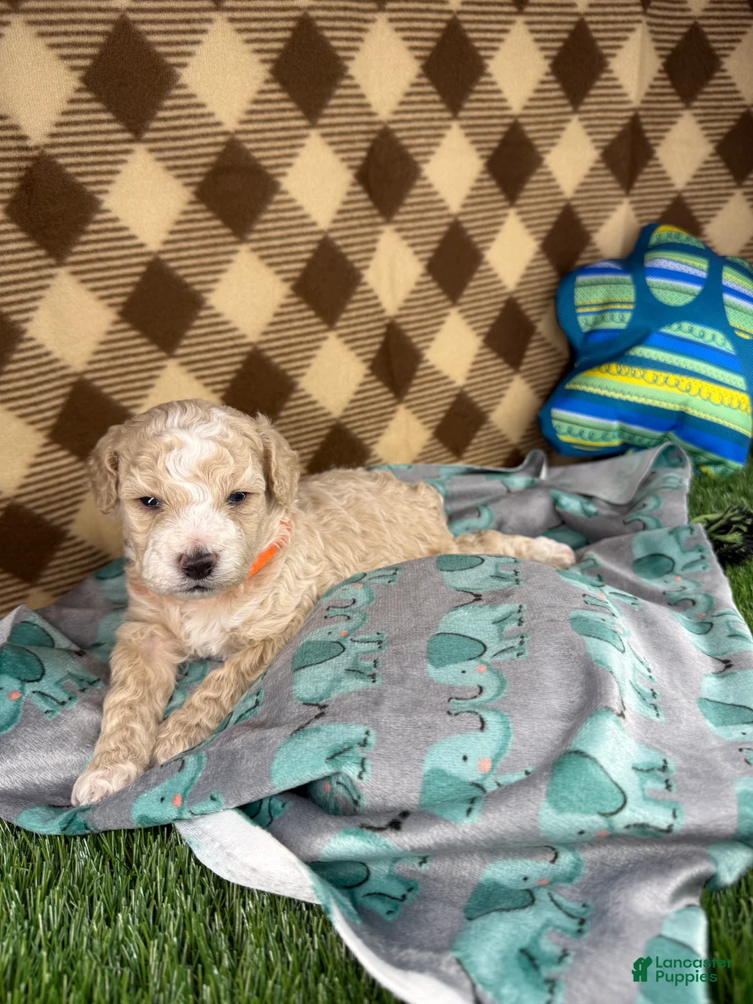 Toy Poodle dogs for sale: Prince - Ad 1