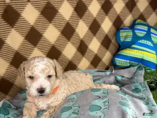 Toy Poodle dogs Prince - Ad 22