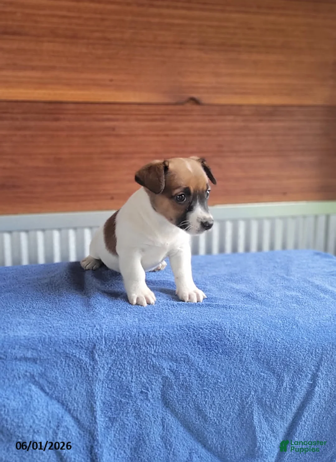 Jack Russell Terrier dogs for sale: Sophia - Ad 3