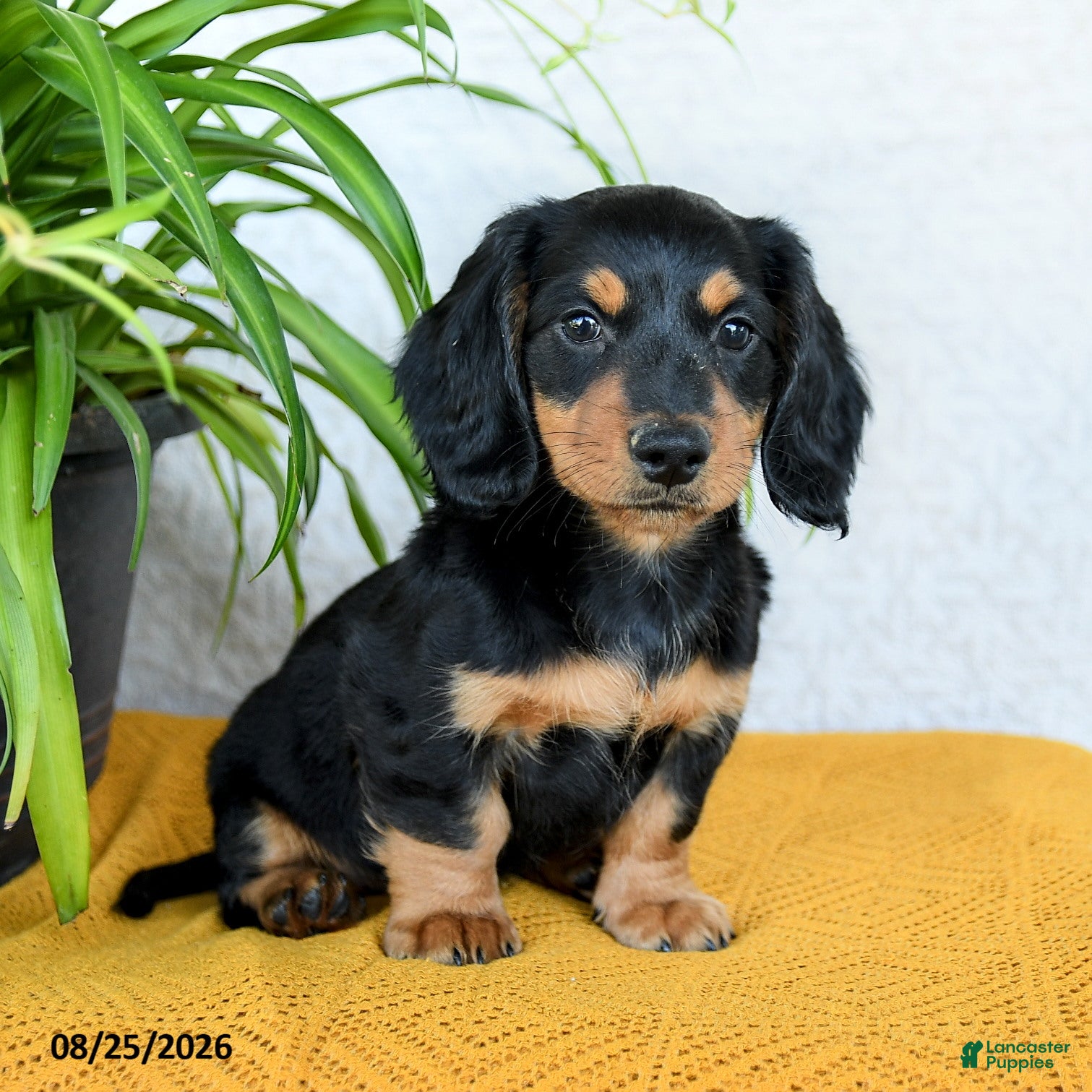 Miniature Dachshund dogs Colton - Ad 1