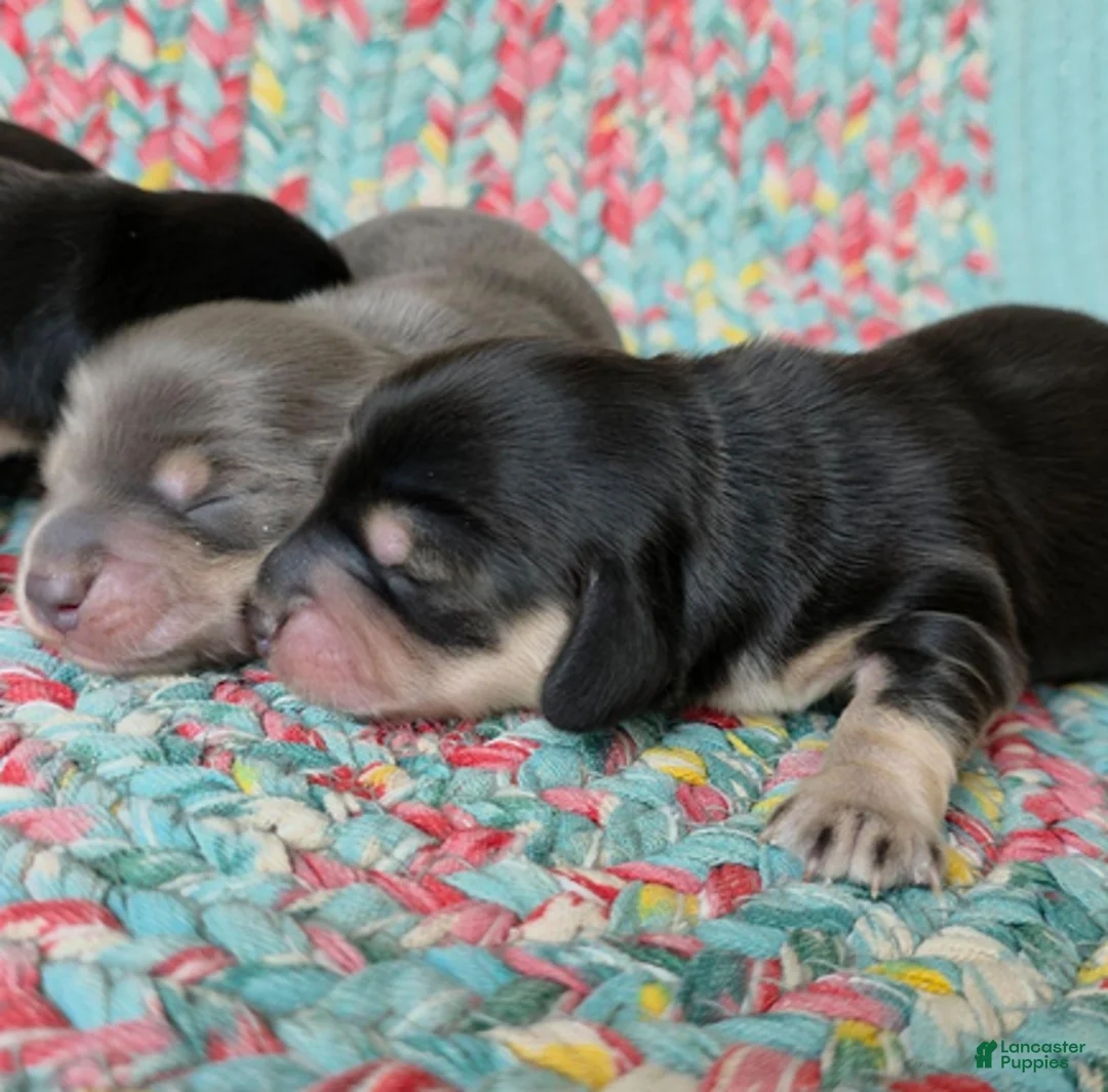 Dachshund dogs for sale: Reba black and cream - Ad 2