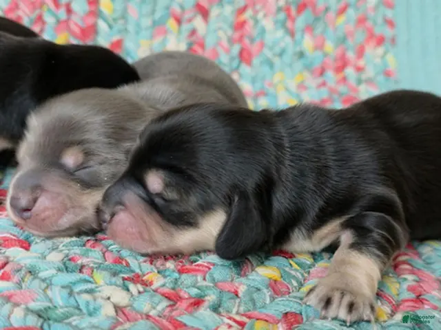 Dachshund dogs for sale: Reba black and cream - Ad 2
