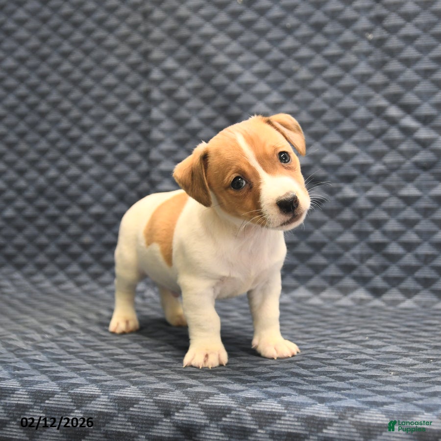 Jack Russell Terrier dogs Nick  - Ad 2