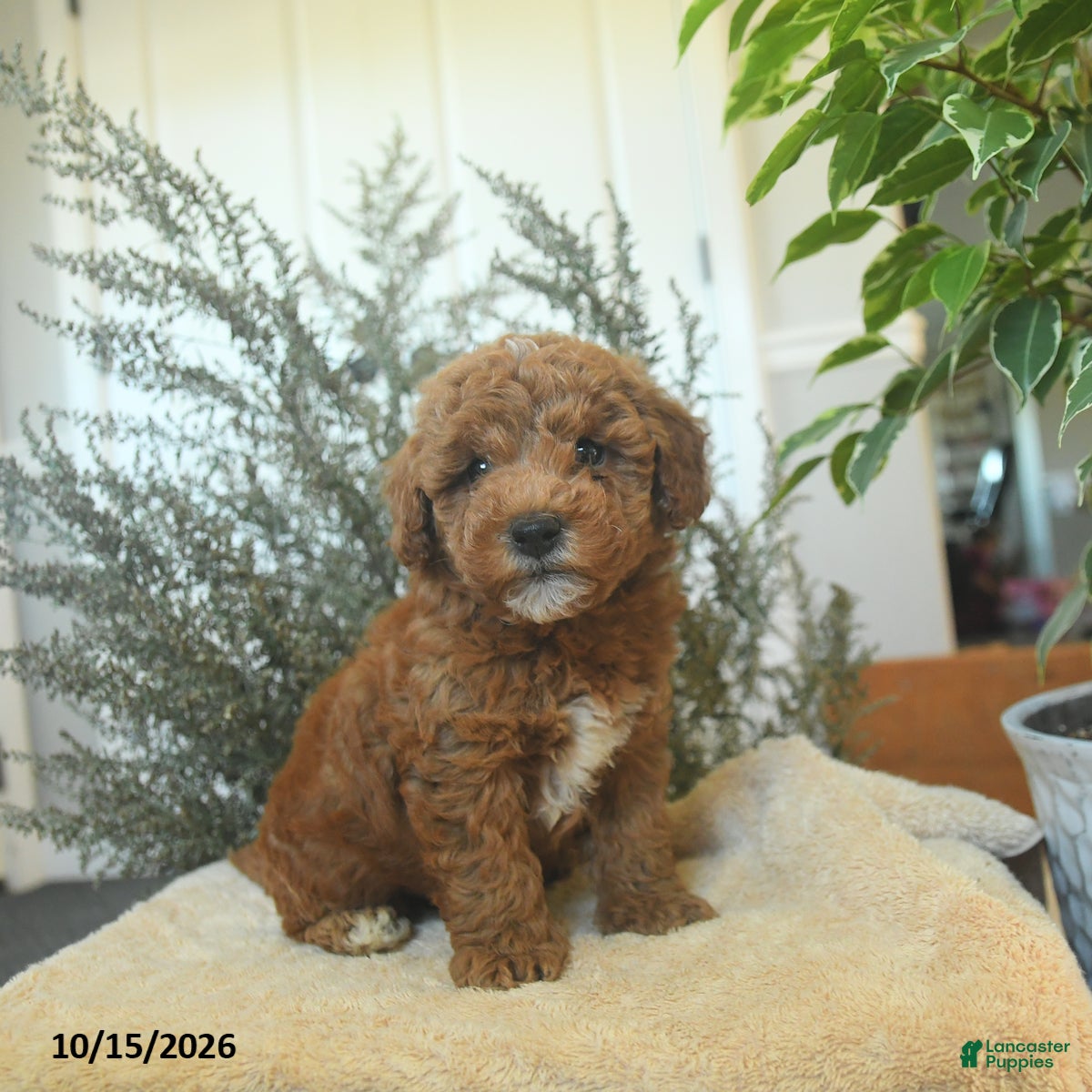 Miniature Poodle dogs Mikey - Ad 1