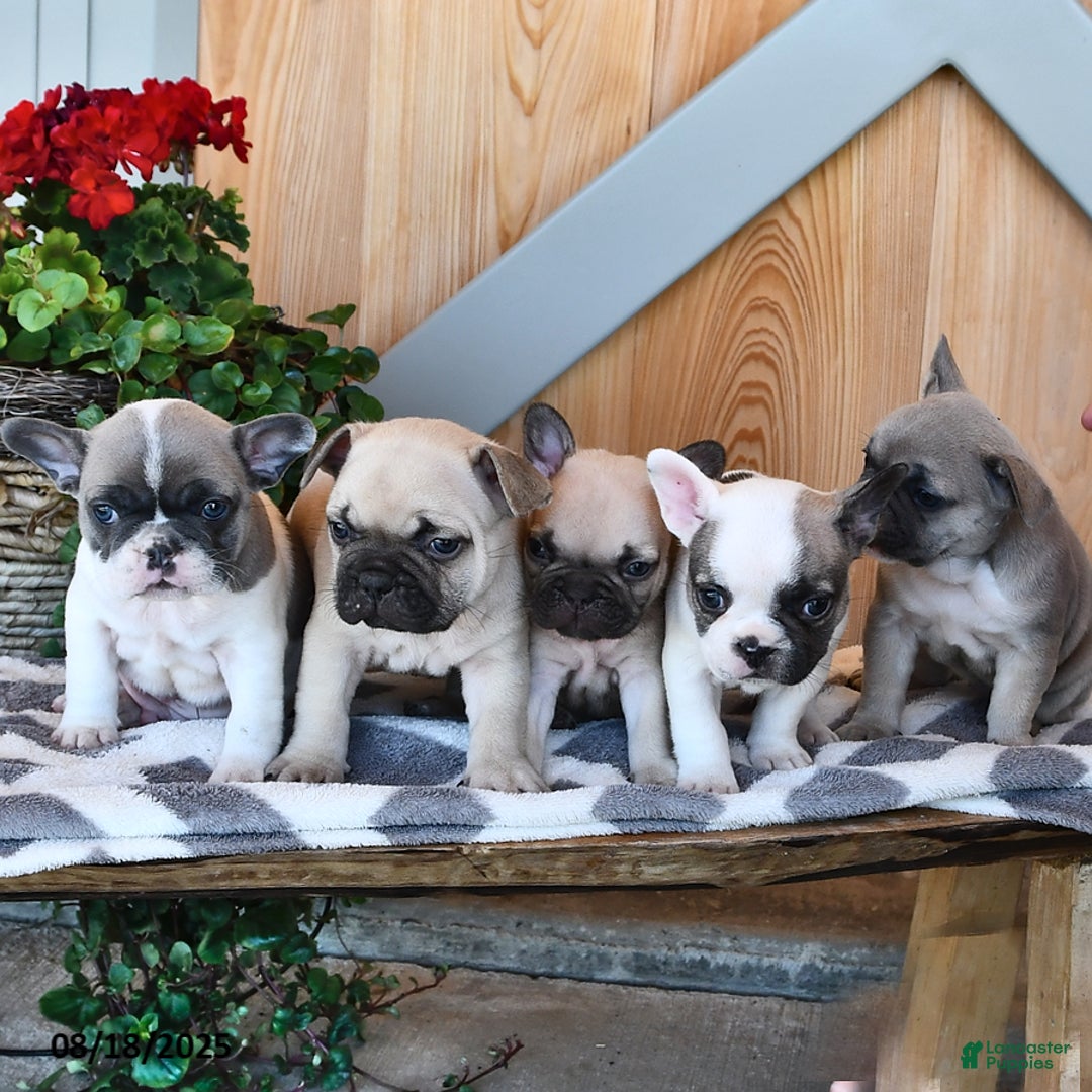 French Bulldog dogs for sale: Tia - Ad 15