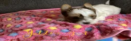 Biewer Terrier dogs for sale: Biewer Terrier Puppy 3 - Ad 5