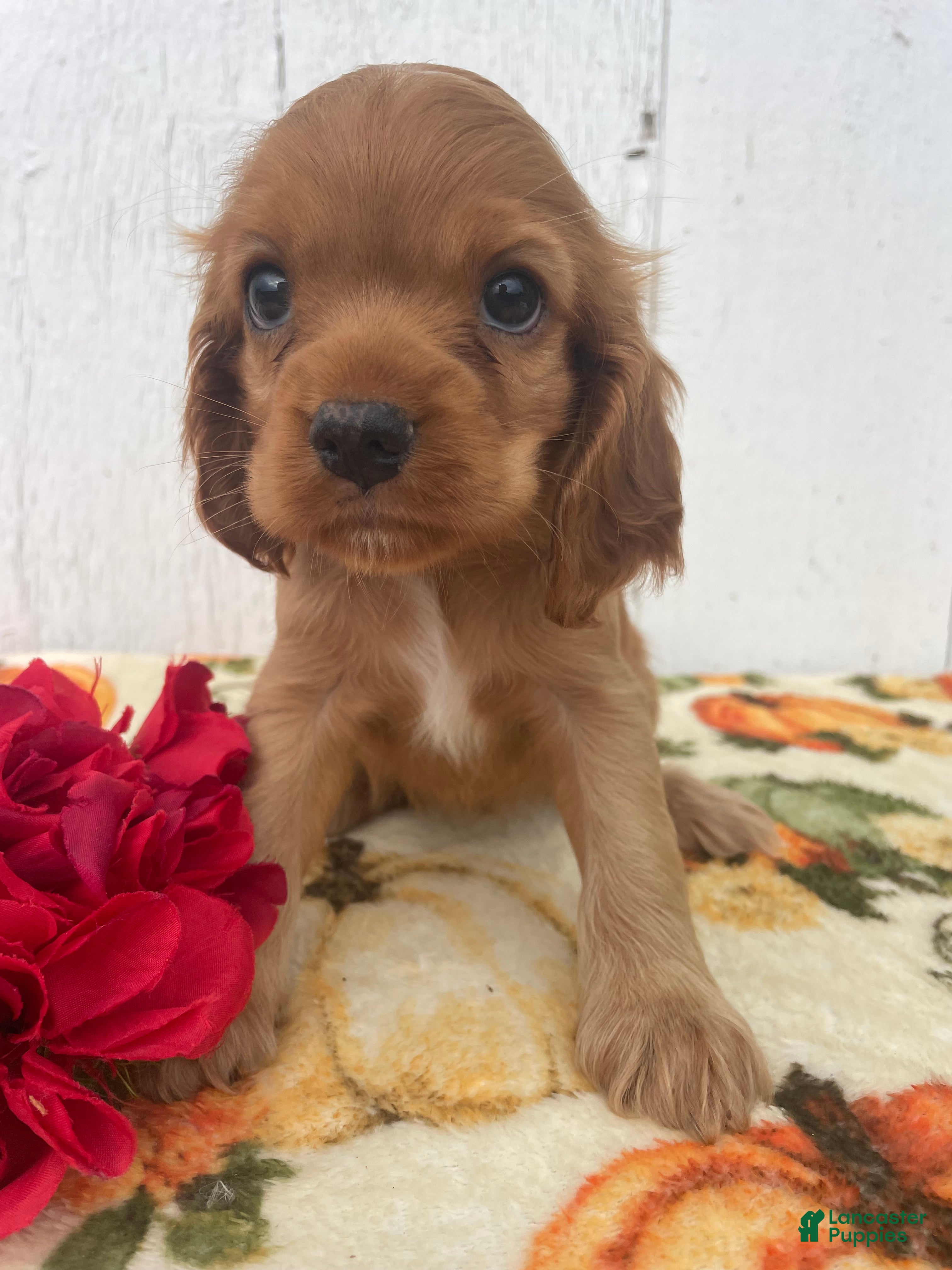 Cocker Spaniel dogs Sadie - Ad 1