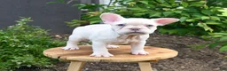 French Bulldog dogs for sale: Floriane - Ad 1