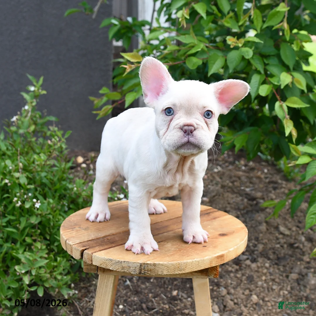 French Bulldog dogs for sale: Floriane - Ad 1