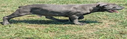 Cane Corso dogs for sale: Mr. Miyagi  - Ad 19