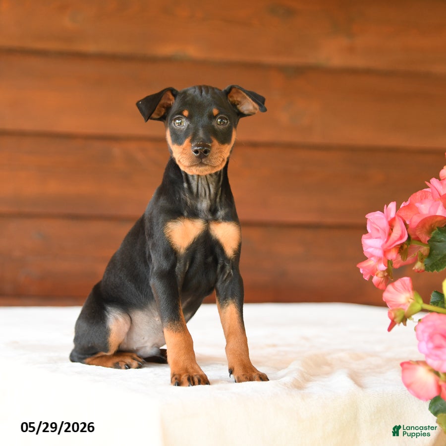 Miniature Pinscher dogs Casper - Ad 1