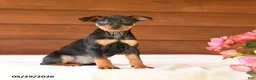 Miniature Pinscher dogs for sale: Casper - Ad 1