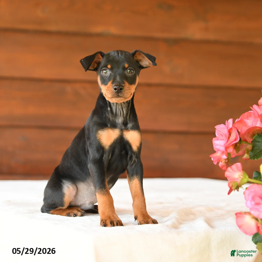 Miniature Pinscher dogs for sale: Casper - Ad 1