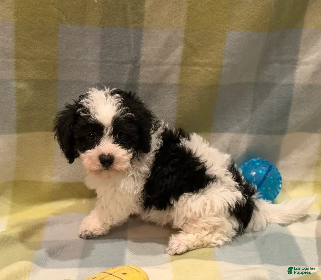 Havapoo dogs for sale: Havapoo Billy - Ad 2