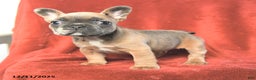 French Bulldog dogs for sale: Amy - Ad 1
