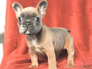 French Bulldog dogs Amy - Ad 27
