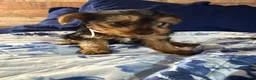 Yorkshire Terrier dogs for sale: Mini mouse  - Ad 3