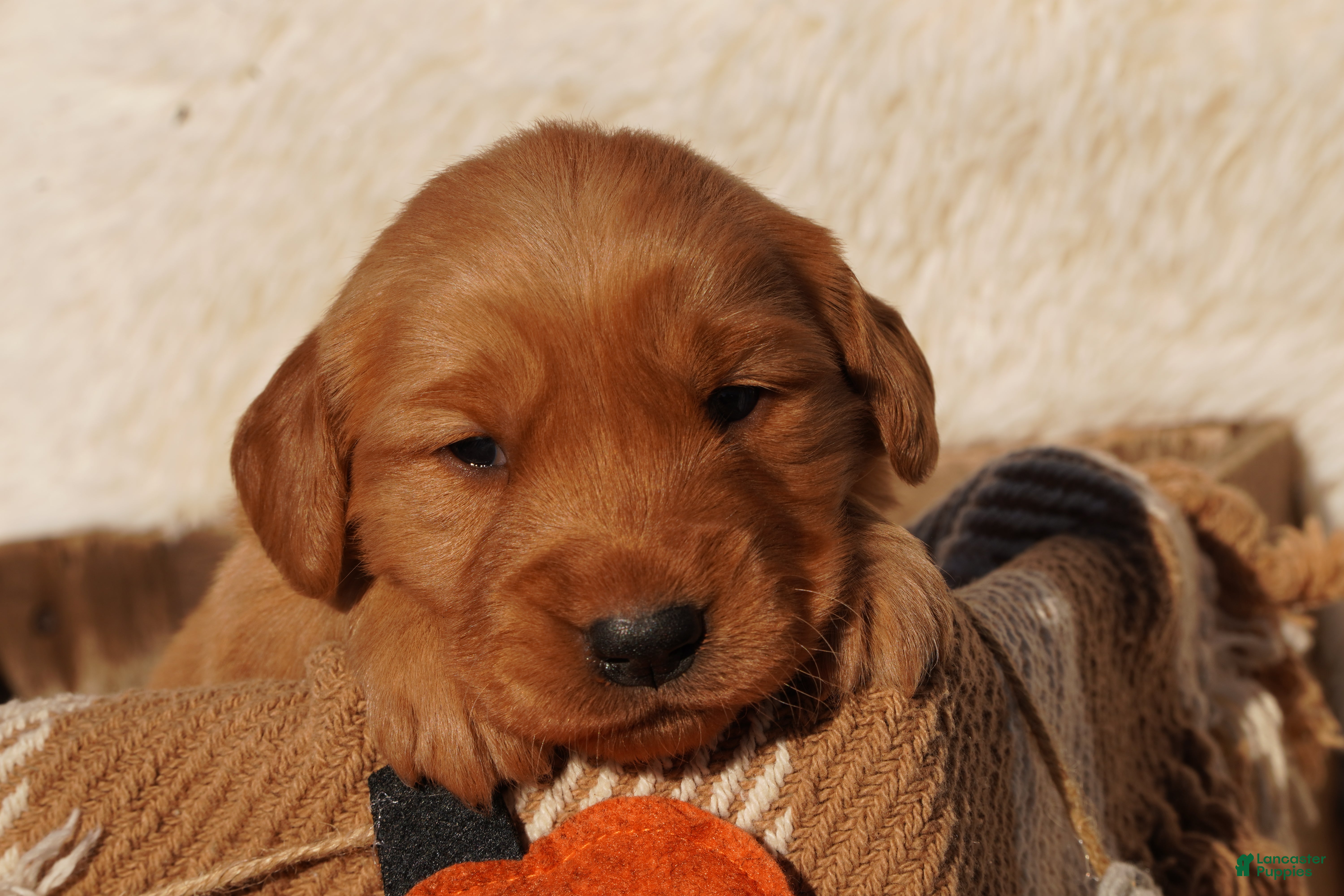 Golden Retriever dogs Max - AKC, Genetically Clear - Ad 1