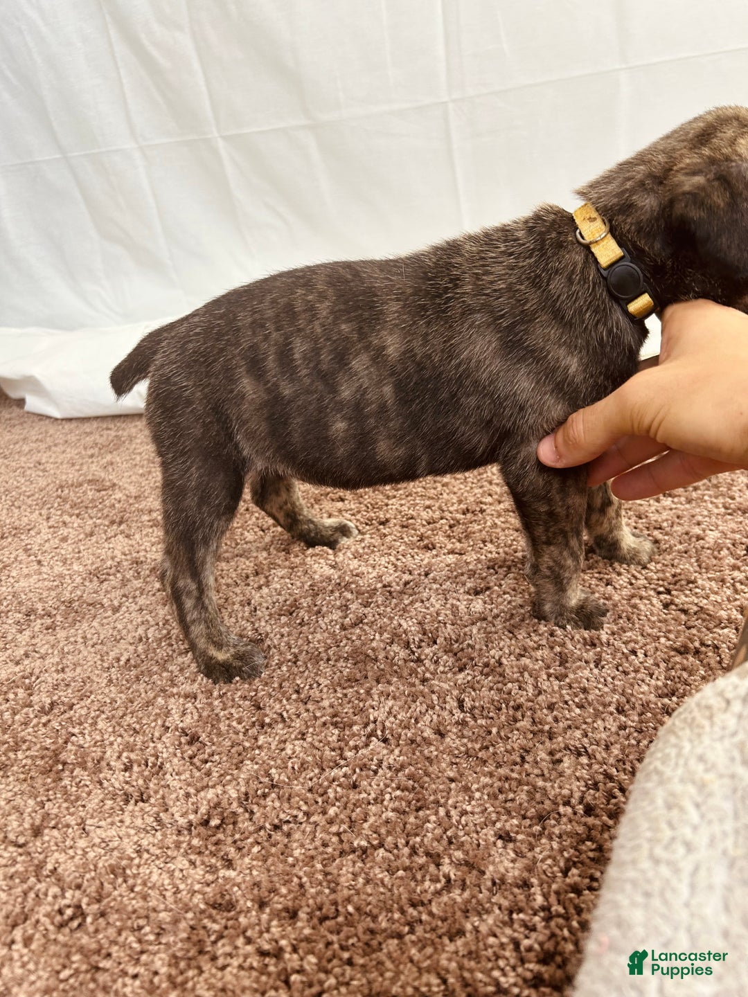 Cane Corso dogs for sale: Hera - Ad 2