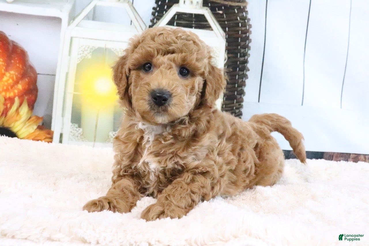 Mini Goldendoodle dogs Frank - Ad 2