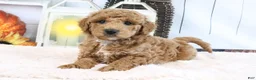Mini Goldendoodle dogs for sale: Frank - Ad 2