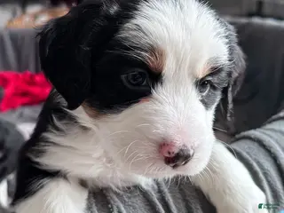 Mixed Breed dogs for sale: Oats - Ad 1