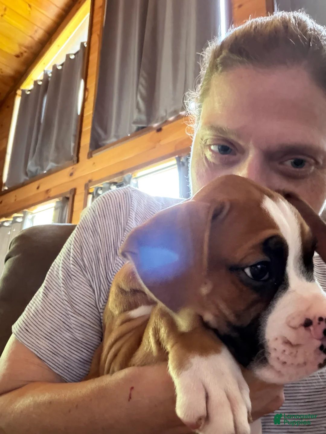 Boxer dogs for sale: Boxer 1 - Ad 1