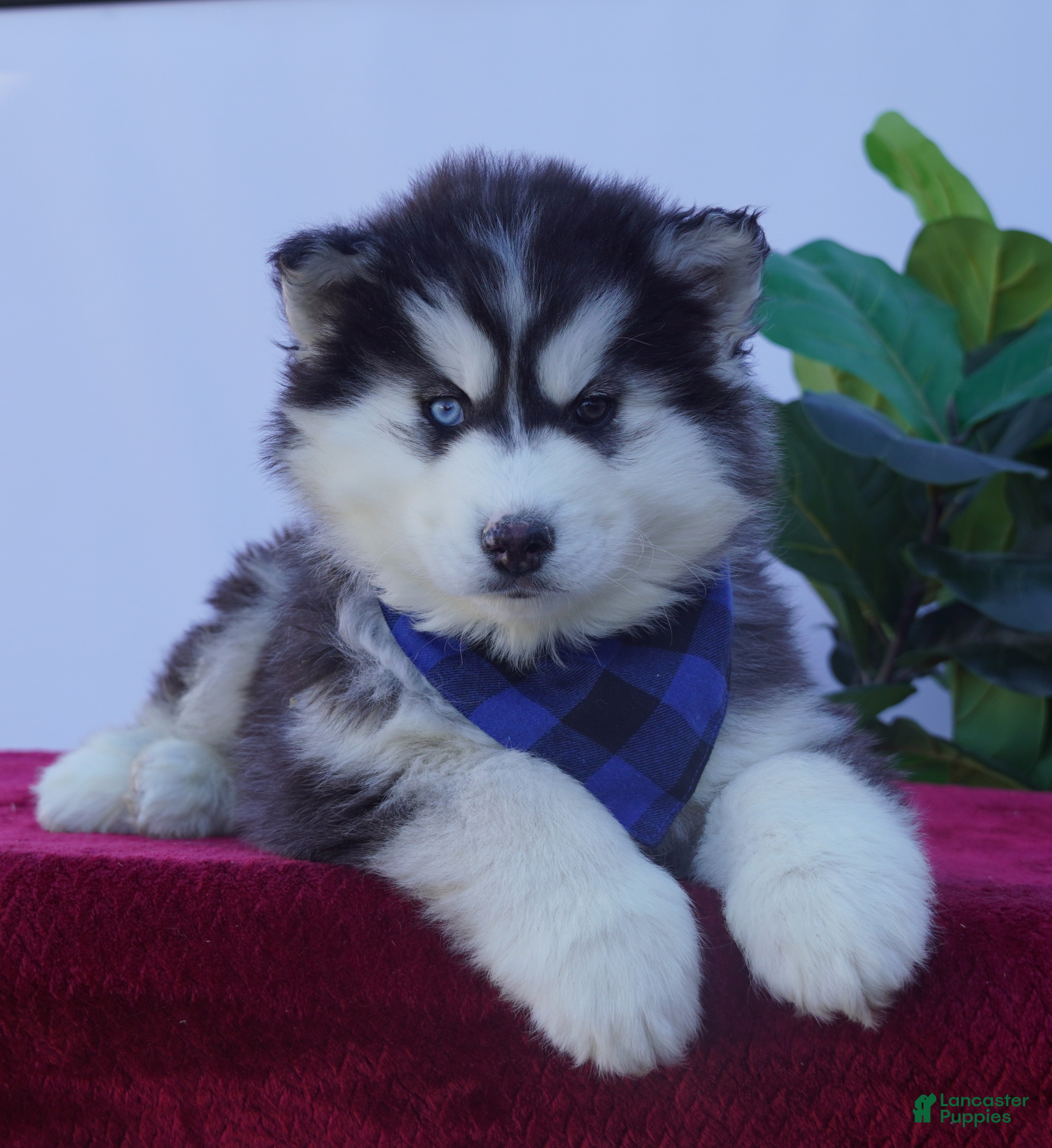 Siberian Husky dogs Bear - Ad 1
