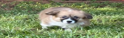 Welsh Corgi Pembroke dogs for sale: Fluffy Girl - Ad 8