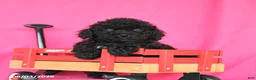 Miniature Poodle dogs for sale: Kane - Ad 3