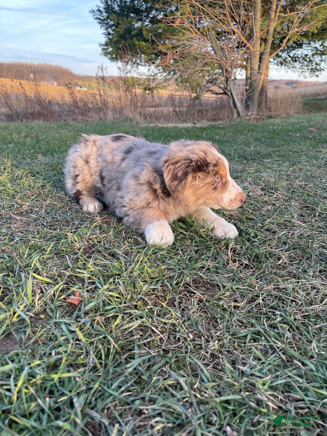 Australian Shepherd dogs for sale: Percy - Ad 15