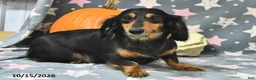 Miniature Dachshund dogs for sale: Stardust   - Ad 6