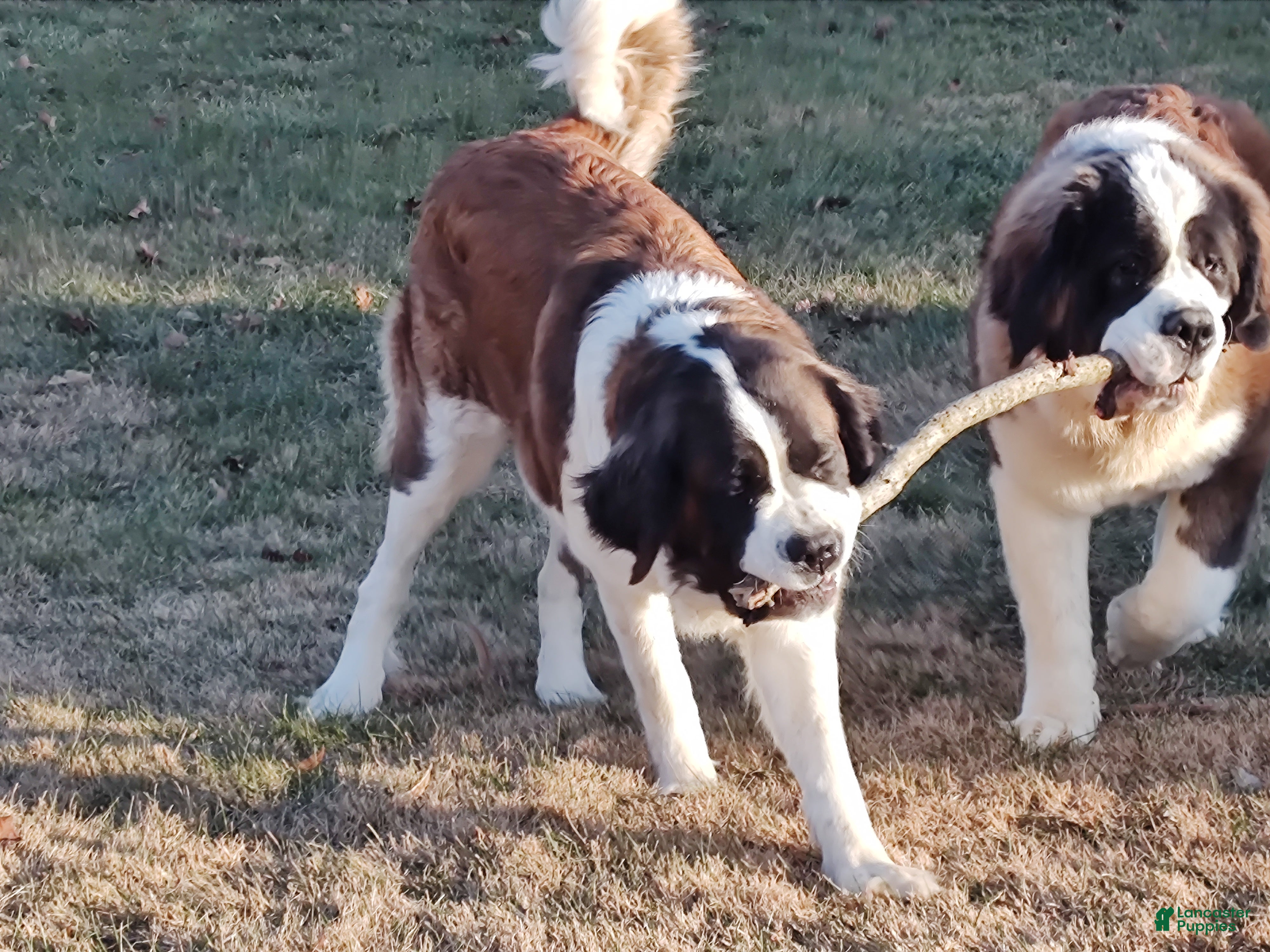 Saint Bernard dogs Delaina - Ad 2