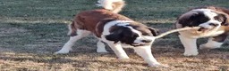 Saint Bernard dogs for sale: Delaina - Ad 2