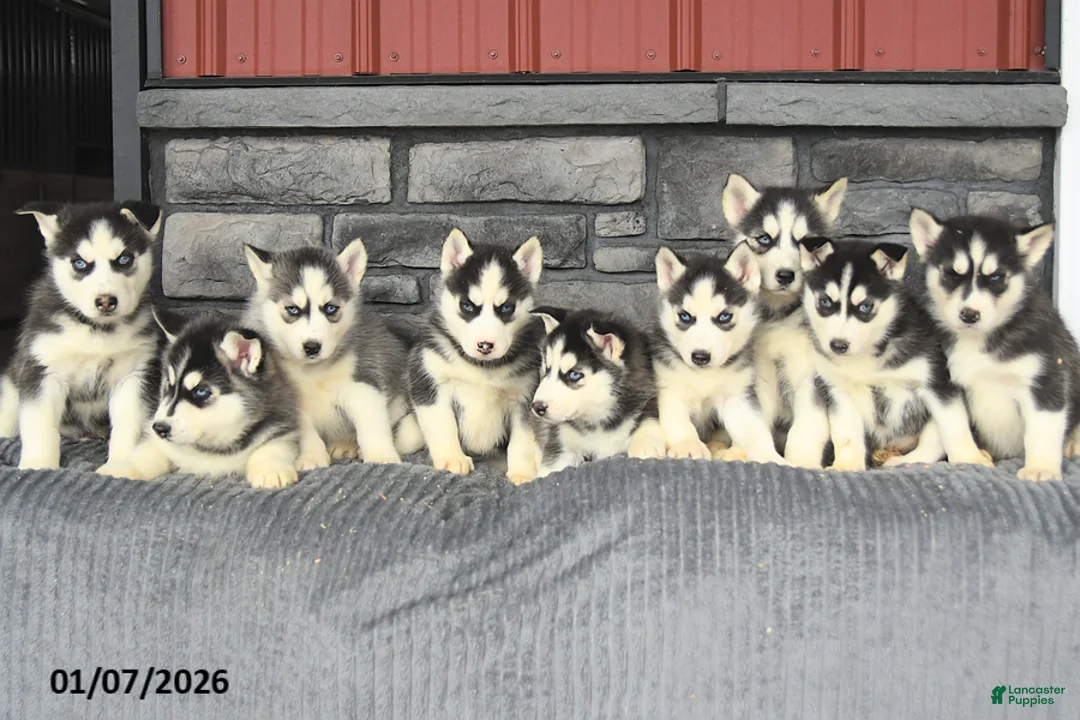 Siberian Husky dogs for sale: Cresent - Ad 5