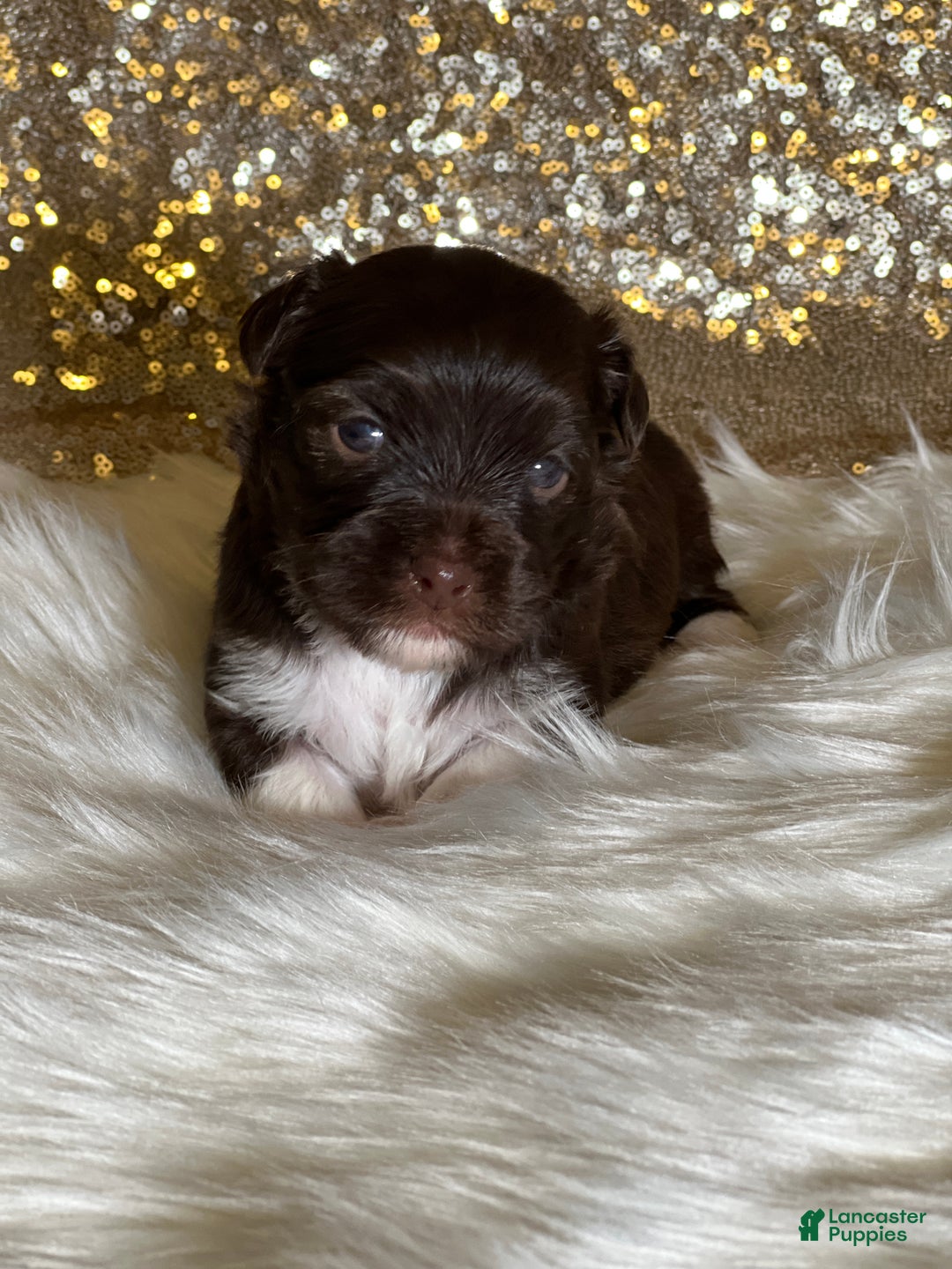 Havanese dogs for sale: Chewy - Ad 3