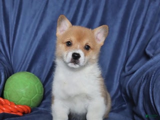 Welsh Corgi Pembroke dogs Skittles - Ad 40