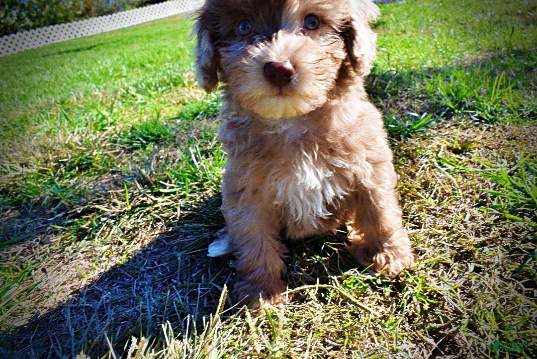 Havapoo dogs for sale: Inky - Ad 14