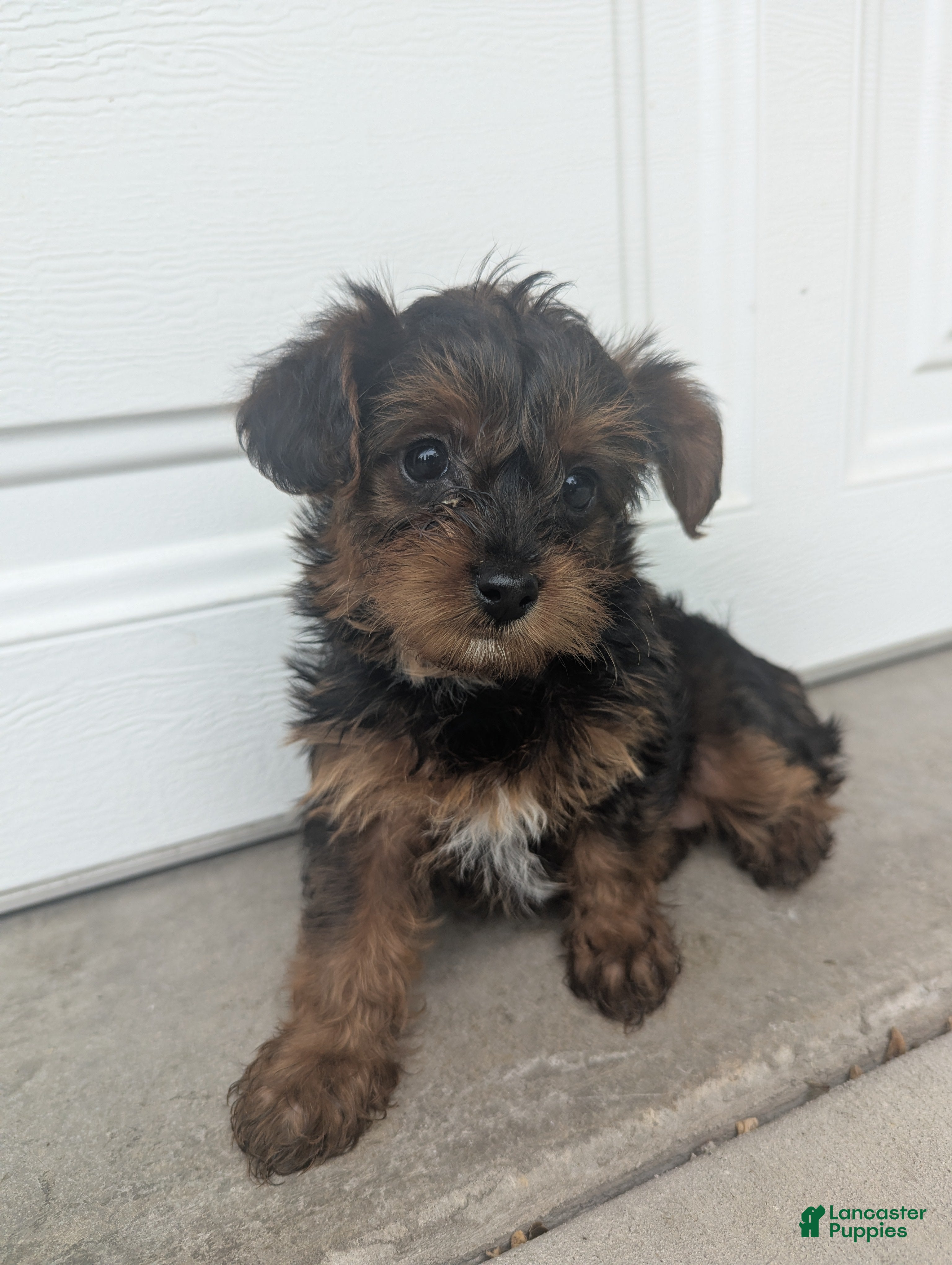 Yorkiepoo dogs Juniper - Ad 2