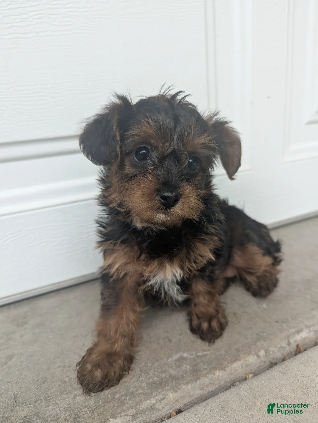 Yorkiepoo dogs for sale: Juniper - Ad 2