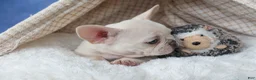 French Bulldog dogs for sale: 💕Jasmine  - Ad 5