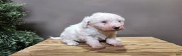 Mini Bernedoodle dogs for sale: Rudolph - Ad 7