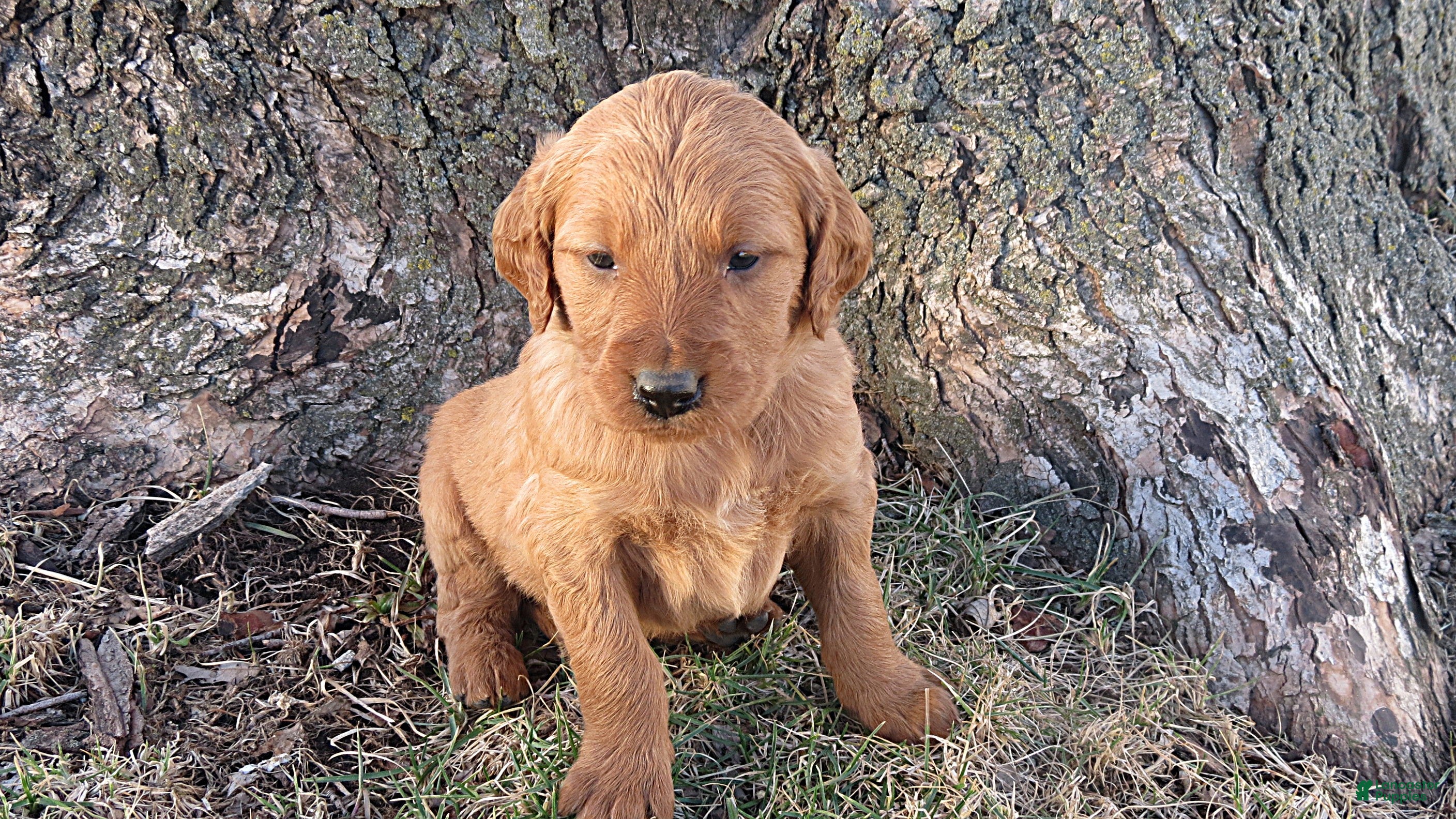 Mixed Breed dogs Mr. Green - Ad 4