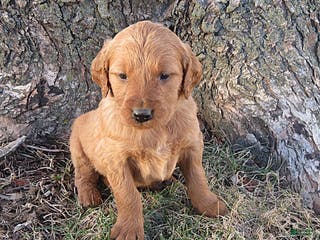 Mixed Breed dogs Mr. Green - Ad 41