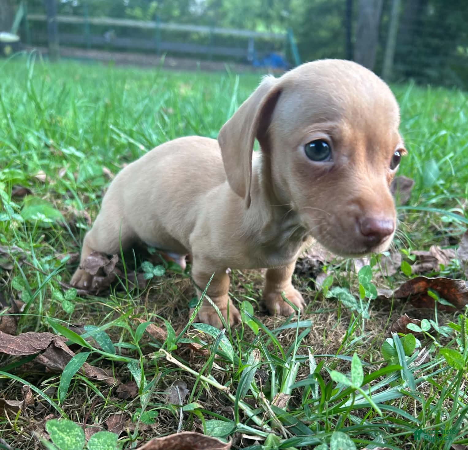 Miniature Dachshund dogs AKC Willie Delivery available  - Ad 1