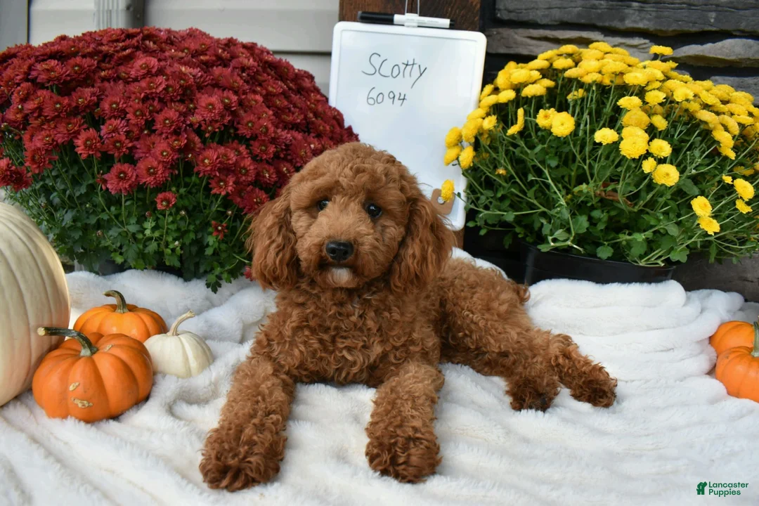 Cavapoo dogs for sale: Sandy  - Ad 7