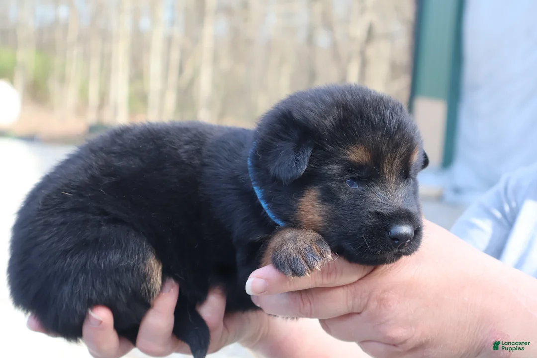 German Shepherd dogs for sale: Bob - Ad 2