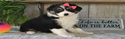 Australian Shepherd dogs for sale: Dolly - Ad 5