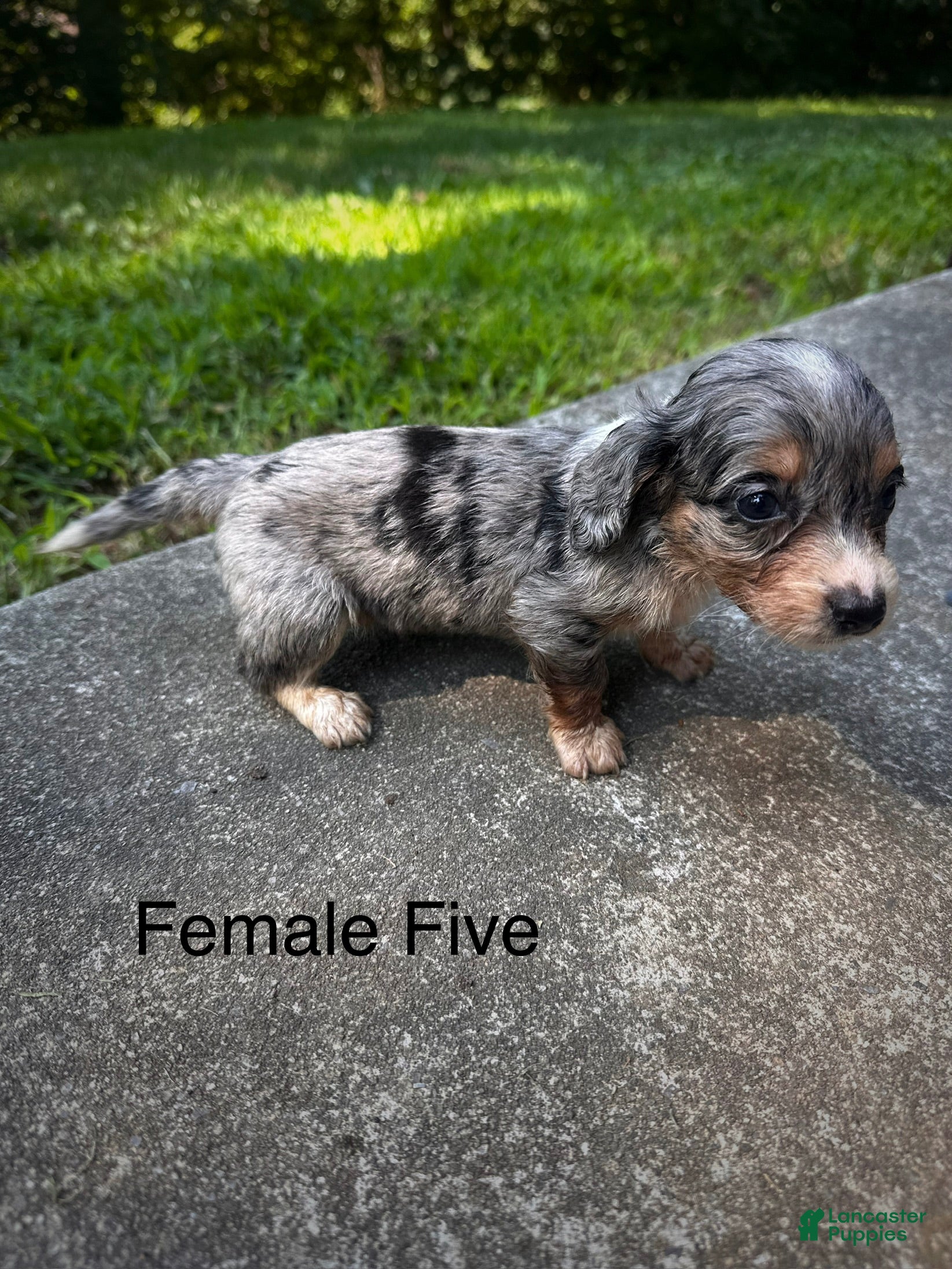 Dachshund dogs Female Five - Ad 1