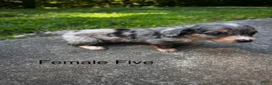 Female Five